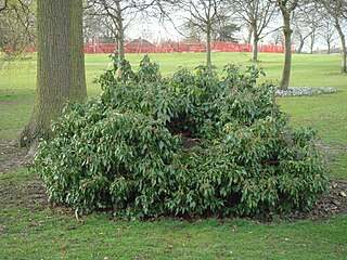 <span class="mw-page-title-main">Selly Oak Park</span>