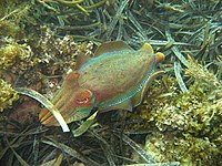 The world's largest known breeding aggregation of giant cuttlefish occurs in Spencer Gulf. Sepia apama 2.jpg