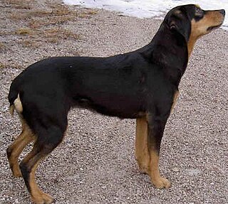 <span class="mw-page-title-main">Smaland Hound</span> Dog breed