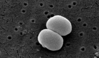 <i>Staphylococcus epidermidis</i> Species of bacterium