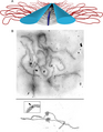 March 20: The synaptonemal complex underlying bivalent formation during meiosis.