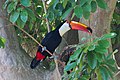 Toucan toco