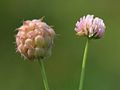 Pūstavaisis dobilas (Trifolium fragiferum)