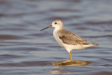 Marsh sandpiper