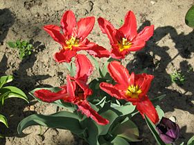 Tulipa gesneriana, National flower of Afghanistan