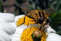 Gemeine Sumpfschwebfliege (Helophilus pendulus)