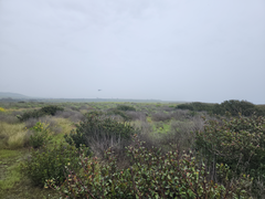 AH-1Z Viper hovering in over landing pad on the Camp Pendleton Coast, North of Del Mar.png