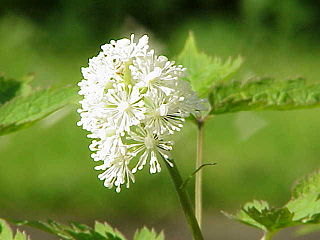 <i>Actaea rubra</i> Species of flowering plant