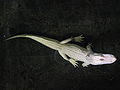 Albino Alligator