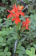 Aphelandra aurantiaca