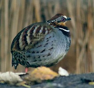 <i>Arborophila</i> Genus of birds