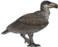 Argentavis magnificens.png