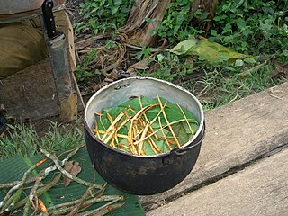 <span class="mw-page-title-main">Ayahuasca</span> South American psychoactive brew