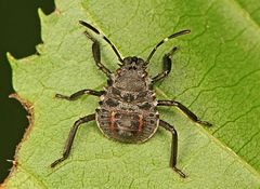 Nymph