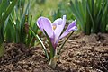 20. Fehér sáfrány, más néven tavaszi sáfrány (Crocus vernus) (javítás)/(csere)