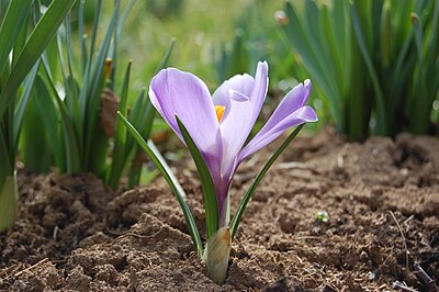 Slika:Crocus vernus.jpg