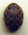 Curimopsis paleata