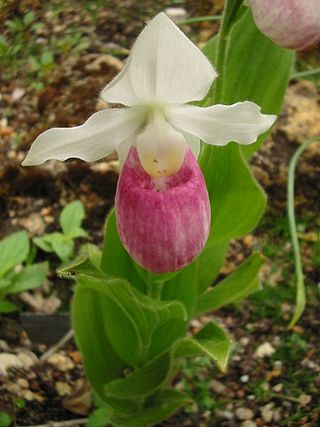 <i>Cypripedium</i> Genus of flowering plants in the orchid family Orchidaceae