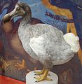 Eftermaaget Dodo, Oxford University Museum of Natural History