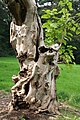 * Nomination Tormented trunk of an old Catalpa bignonoides Écaussinnes-d'Enghien, Belgium.). -- Jean-Pol GRANDMONT 15:33, 17 September 2011 (UTC) * Promotion Good quality. --Cayambe 07:57, 22 September 2011 (UTC)