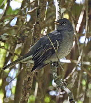 <span class="mw-page-title-main">Slaty elaenia</span> Species of bird