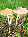 Marasmius oreades