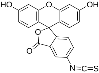 <span class="mw-page-title-main">Fluorescein isothiocyanate</span> Chemical compound