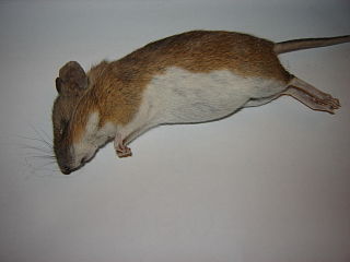 <span class="mw-page-title-main">Steppe field mouse</span> Species of rodent