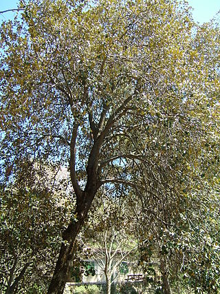 <i>Quercus alnifolia</i> Species of oak tree