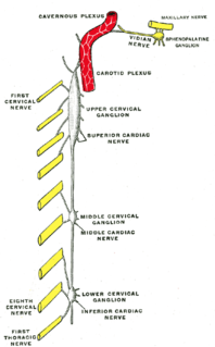 Cervical ganglia