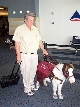 <span class="mw-page-title-main">Guide horse</span> Equine service animal assisting blind persons