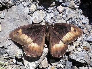 <i>Hipparchia fagi</i> Species of butterfly