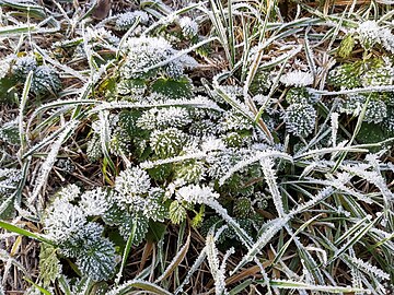 ice flowers