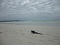 Iguana sulla spiaggia di Tortuga Bay (Galapagos)