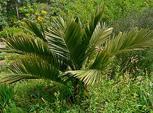 Jubaea chilensis 3.jpg