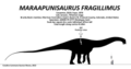 Maraapunisaurus fragillimus