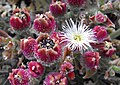 Mesembryanthemum crystallinum