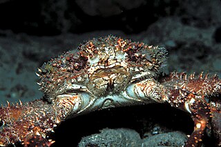 <i>Mithrax</i> Genus of crabs