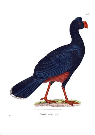 <span class="mw-page-title-main">Alagoas curassow</span> Species of bird