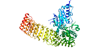 <span class="mw-page-title-main">NOD2</span> Protein-coding gene in humans