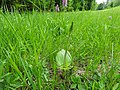 Neottia ovata France - Drusenheim