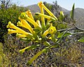 Nicotiana glauca