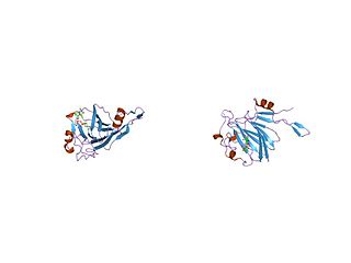 dTDP-4-dehydrorhamnose 3,5-epimerase Enzyme