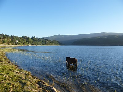 Pastando a orillas del lago.