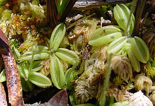 <i>Pinguicula lusitanica</i> Species of carnivorous plant