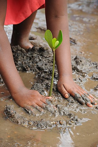 <span class="mw-page-title-main">Mangrove restoration</span> Ecosystem regeneration