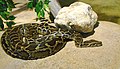 De netpython is moeilijk te onderscheiden van sommige andere slangen zoals de tijgerpython (Python molurus)