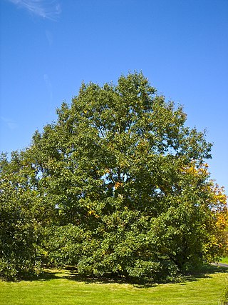 <i>Quercus velutina</i> Species of oak tree