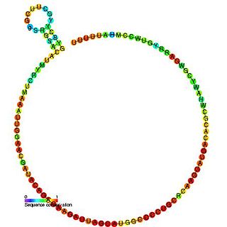 <span class="mw-page-title-main">U6 spliceosomal RNA</span> Small nuclear RNA component of the spliceosome