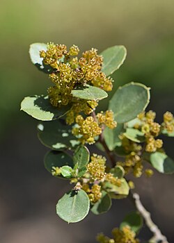 Rhamnus alaternus